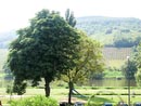 Ferienwohnung -  Ausblick - 
Weingut -  Mosel-Eindrücke